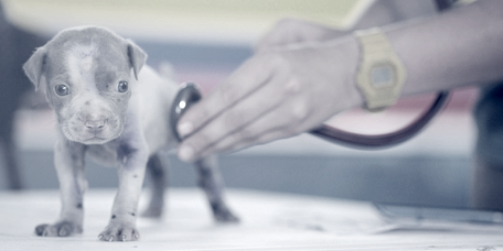 Puppy being examined by a vet